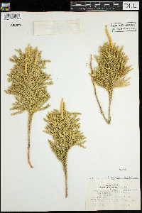 Dendrolycopodium obscurum image