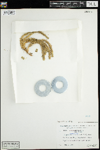 Huperzia selago image