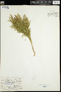 Dendrolycopodium obscurum image