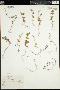 thumbnail image of current specimen