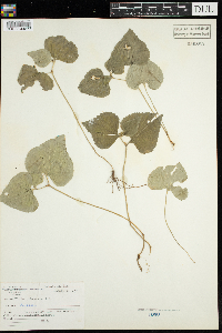 Viola pubescens image