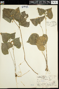Viola pubescens image