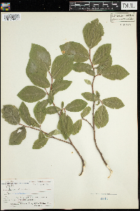 Dirca palustris image