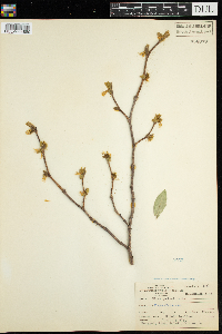 Dirca palustris image