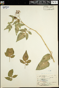Solanum dulcamara image