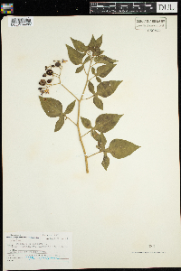 Solanum dulcamara image