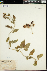 Solanum dulcamara image