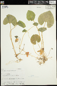 thumbnail image of current specimen