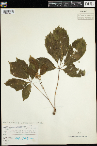 Parthenocissus inserta image