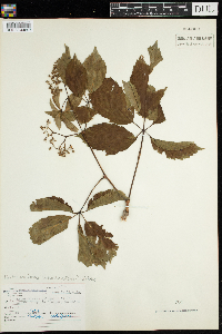Parthenocissus inserta image