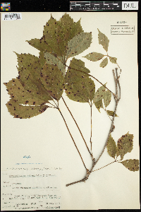 Parthenocissus inserta image