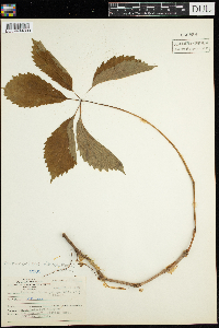 Parthenocissus quinquefolia image