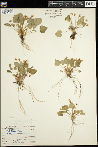 Viola selkirkii image