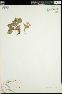Viola selkirkii image