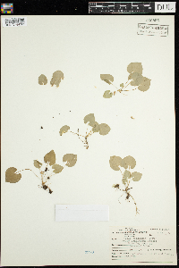 Viola selkirkii image