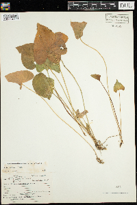 Viola novae-angliae image