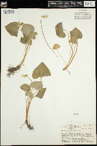 Viola sororia image