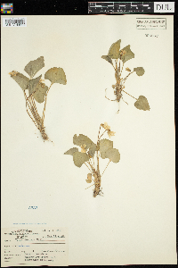 Viola sororia image