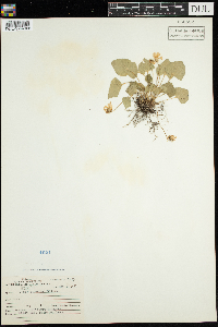 Viola sororia image