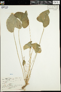 Viola sororia image