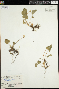 Viola sororia image
