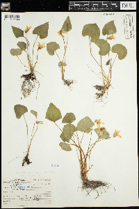 Viola sororia image