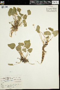 Viola sororia image
