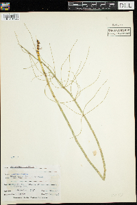 Thumbnail image of current specimen