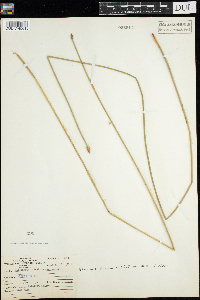 Media resource of Eleocharis palustris