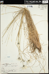 thumbnail image of current specimen
