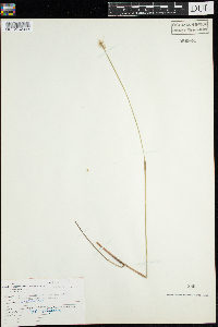 Thumbnail image of current specimen