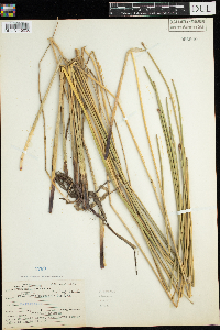 Eleocharis palustris image