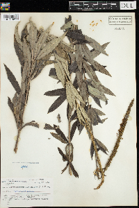 Veronicastrum virginicum image