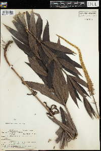 Veronicastrum virginicum image