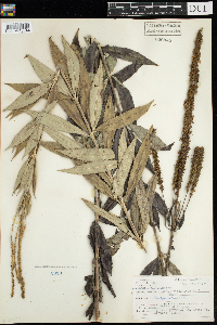 Veronicastrum virginicum image