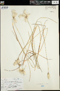 Eriophorum tenellum image