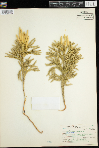 Dendrolycopodium obscurum image