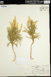 Dendrolycopodium obscurum image