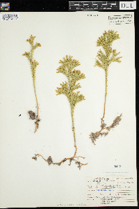 Dendrolycopodium obscurum image