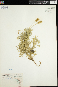 Diphasiastrum complanatum image