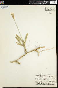 Thumbnail image of current specimen
