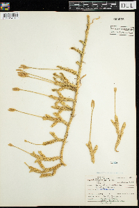 Thumbnail image of current specimen