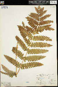 Claytosmunda claytoniana image