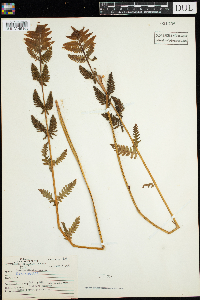 Claytosmunda claytoniana image