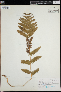 Claytosmunda claytoniana image