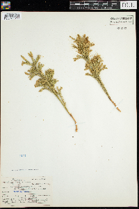 Dendrolycopodium obscurum image