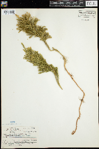 Dendrolycopodium obscurum image