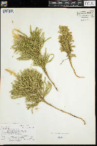 Dendrolycopodium obscurum image