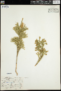 Dendrolycopodium obscurum image