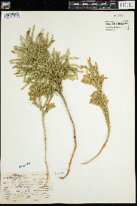 Dendrolycopodium obscurum image